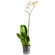 Белая орхидея Фаленопсис в горшке. Аланья